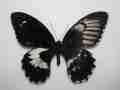 Papilio gambrisius (gynandromorph) Internet Image property of respective owner, non-commercial use only